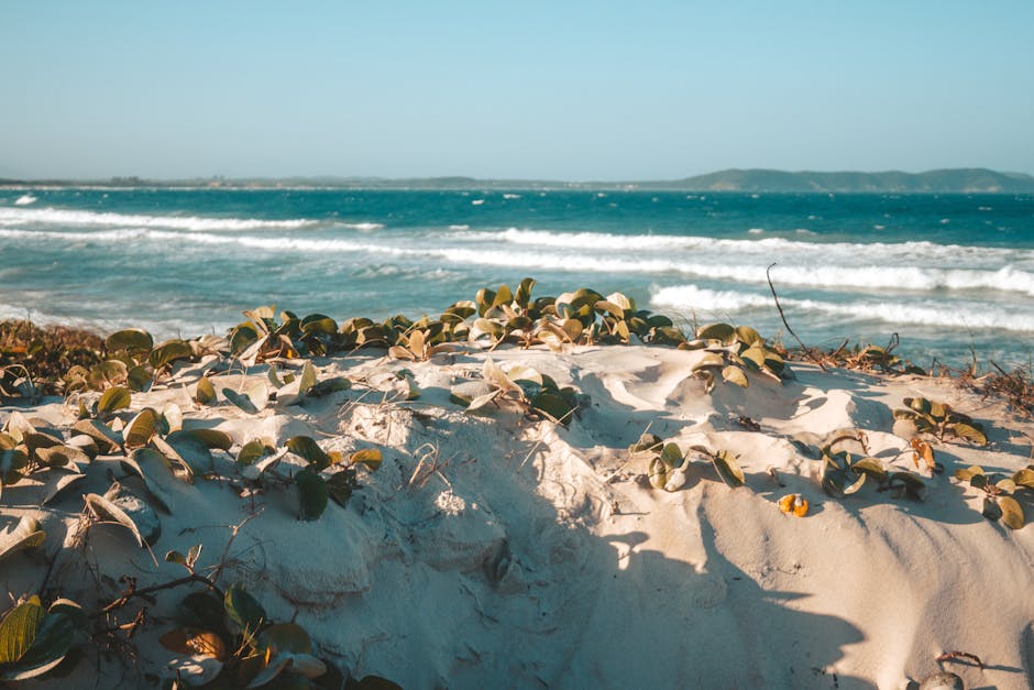 pexels-photo-10197941-10197941 Explore the serene sandy dunes and lush vegetation with ocean waves in Cabo Frio, Brazil.